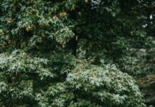 Welke campagnes of strategieën hebben het meeste succes bij het vergroten van potentiële partner aantrekkingskracht?